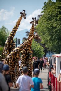 Giraffe Straattheater Boeken / Inhuren bij Fun Factor Events
