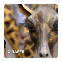 Straattheater Spectaculair: Giraffe
