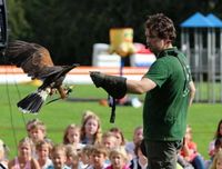 Roofvogelshow Fun Factor Events